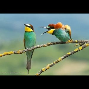 Meet your Posher, Diego